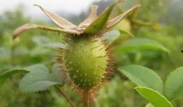 网红小姐姐吃八月瓜视频,美味与挑战并存！